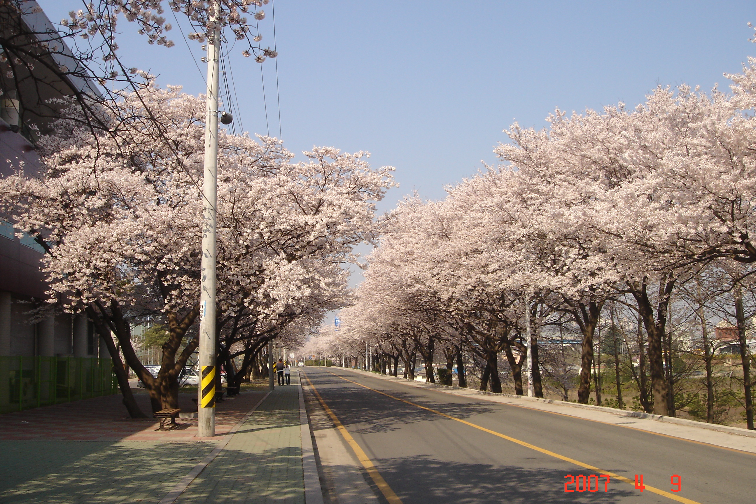 4월 9일 만개한 벚꽃